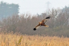 Western Marsh Harrier [Circus aeruginosus aeruginosus]