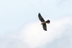 Montagu's Harrier [Circus pygargus]