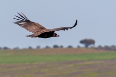 Cinereous Vulture [Aegypius monachus]