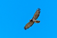 Short-toed Snake Eagle [Circaetus gallicus gallicus]