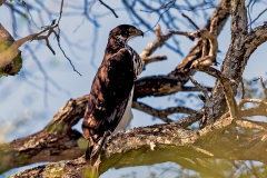 African Hawk-Eagle [Aquila spilogaster]