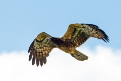 African Harrier-Hawk [Polyboroides typus typus]