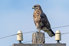 Common Buzzard [Buteo buteo vulpinus] 
