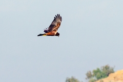 African Marsh Harrier [Circus ranivorus]