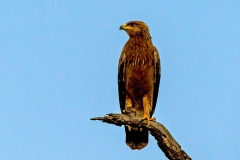 Lesser Spotted Eagle [pomarina]