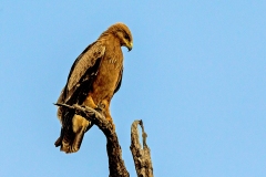 Lesser Spotted Eagle [pomarina]