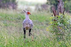Secretarybird [Sagittarius serpentarius]
