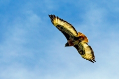 Jackal Buzzard [Buteo rufofuscus] 