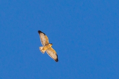 Variable Hawk [Geranoaetus polyosoma polyosoma] 