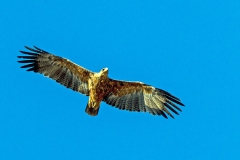 Tawny Eagle [Aquila rapax rapax]