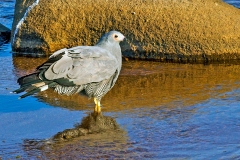 African Harrier-Hawk [Polyboroides typus typus]