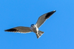 Black-winged Kite [Elanus caeruleus caeruleus]