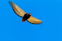 Bateleur [Terathopius ecaudatus]