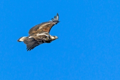 African Fish Eagle [Icthyophaga vocifer]