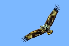 African Fish Eagle [Icthyophaga vocifer]