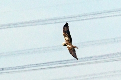 Western Marsh Harrier [Circus aeruginosus aeruginosus]