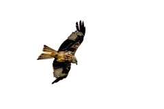 Red Kite [Milvus milvus milvus]