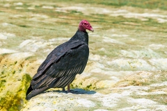 Turkey Vulture [Cathartes aura falklandicus]