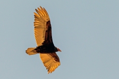 Turkey Vulture [Cathartes aura falklandicus]