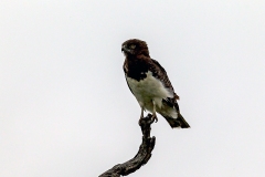 Black-chested Snake Eagle [Circaetus pectoralis]