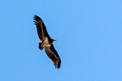 White-headed Vulture [Trigonoceps occipitalis]