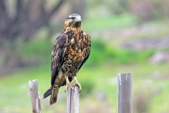 Black-chested Buzzard-Eagle [Geranoaetus melanoleucus australis] 
