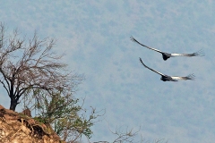 Andean Condor [Vultur gryphus]