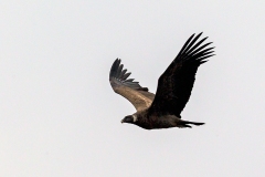 Andean Condor [Vultur gryphus]
