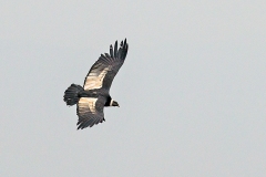 Andean Condor [Vultur gryphus]