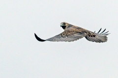 Black-chested Buzzard-Eagle [Geranoaetus melanoleucus australis] 
