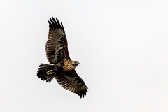 Black-chested Buzzard-Eagle [Geranoaetus melanoleucus australis] 