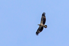 White-bellied Sea Eagle [Icthyophaga leucogaster]