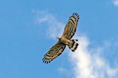Crested Honey Buzzard [Pernis ptilorhynchus orientalis]