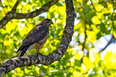 Swainson's Hawk [Buteo swainsoni] 