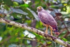 Roadside Hawk [Rupornis magnirostris griseocauda] 
