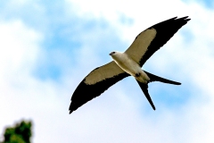 Swallow-tailed Kite [Elanoides forficatus yetapa]