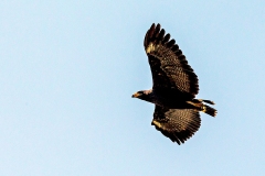 Common Black Hawk [Buteogallus anthracinus bangsi] 