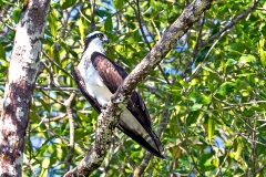 Osprey [Pandion haliaetus carolinensis]