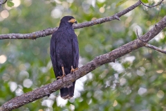 Common Black Hawk [Buteogallus anthracinus bangsi] 