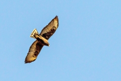 Short-tailed Hawk [Buteo brachyurus fuliginosus] 