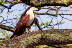 Brahminy Kite [Haliastur indus intermedius]