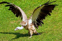 Himalayan Vulture [Gyps himalayensis]