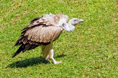 Himalayan Vulture [Gyps himalayensis]