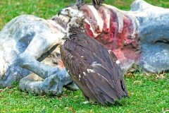 Cinereous Vulture [Aegypius monachus]