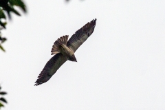 Swainson's Hawk [Buteo swainsoni] 