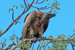 White-backed Vulture [Gyps africanus]