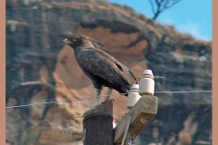 Long-crested Eagle [Lophaetus occipitalis]