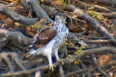 African Hawk-Eagle [Aquila spilogaster]