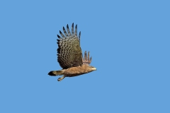 Western Banded Snake Eagle [Circaetus cinerascens]