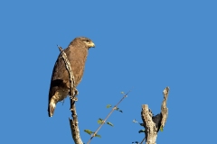 Western Banded Snake Eagle [Circaetus cinerascens]